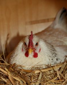 Merry Christmas from My Peeps Image